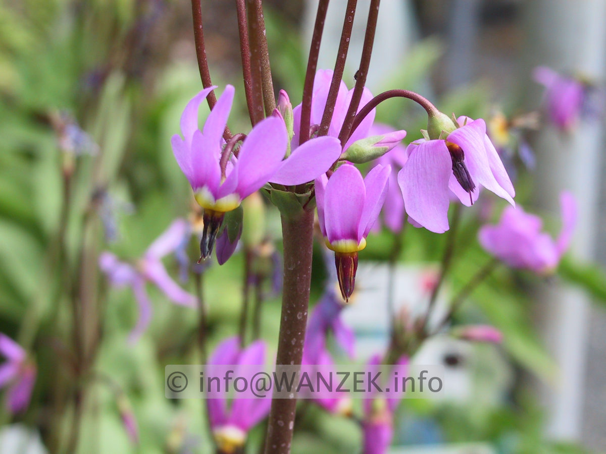 Dodecatheon meadia 01.JPG